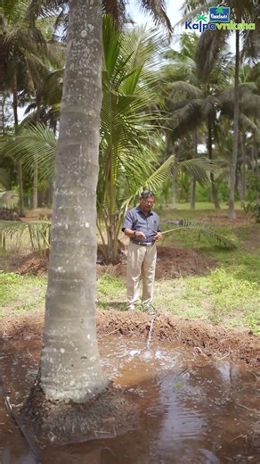 Coconut needs more water, yet irrigate only as needed