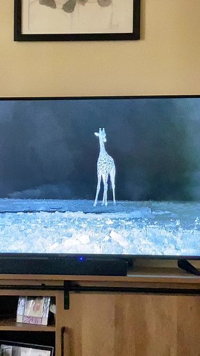 Live #Africam Ol Donyo Lodge! I found this livestream on YT. Its fascinating to watch the animals come to the watering hole LIVE! #live #africam #giraffe #oldonyolodge #africa #wildlife