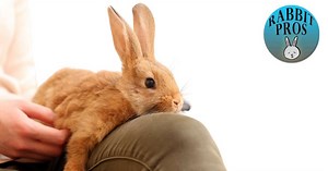 Why Are Rabbits So Adorable - 30 Reasons Why Rabbits Are So Cute