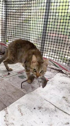 Cat catching mice is super cool! #cat