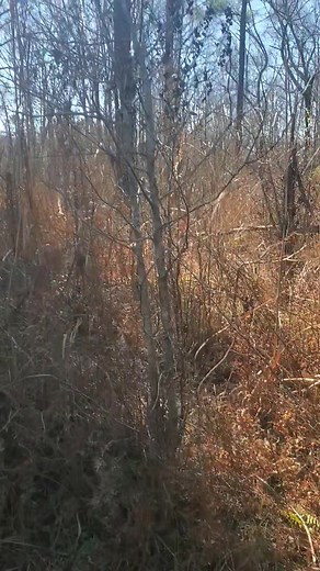 Swamp Rabbit got behind me. | Catron's Kennel