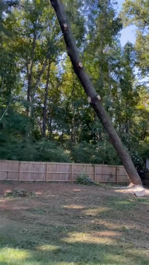 Another day at work with the team that makes it happen 💪🌳 Call for you free estimate!! 📞: 770-546-7891 # #treetrimming #treeremoval #treeservice #treeexperts #treeclimber #stumpremoval #stihlchainsaw #treeclimbing #treeclimbersofinstagram #landclearing #stormcleanup #treeremovalexperts #treeservices | White's Tree Experts