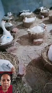 6.1K reactions · 157 shares | Geese hatching #farmerlife #farmingtips #farmlife #farmers #farming #followersreels #followerseveryone | Roman Nazar | Facebook