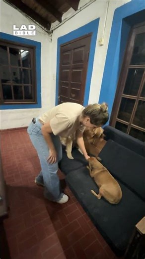 Golden Retriever Fails to Live Up to Expectations 🤣⁠ ⁠ (🎥: ViralHog)