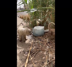Stray Dogs In Iraq Given Ice Blocks To Cool Off