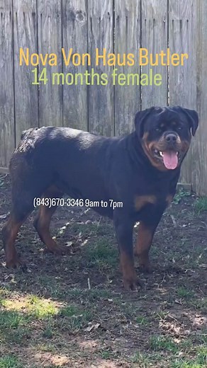 9.5K views · 470 reactions | 14 months old female... consistently consistently Best Rottweiler Breeder period. If you don't like it then change something from within. | Butler Kennels Rottweilers | Facebook