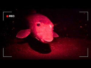 I Dropped a Night Vision Camera to the Bottom of the Bali Sea