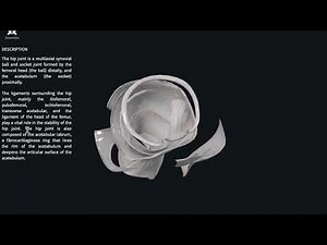 The Ultimate Guide to the Hip Joint: Anatomy, Functions, and Key Features