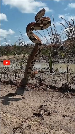 Can Strike 1 Meter! 🐍 Snakes Sleep With Eyes Open 😲 #animalfacts #snake #shorts