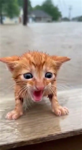Heroic Dog Saves Tiny Kitten From Rising Flood Waters! #dog #kitten #hero #rescue #flood