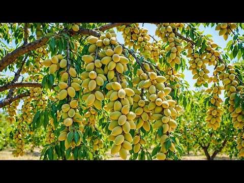 How Almonds Are Grown From Blossom to Harvest Almond Farming Documentary
