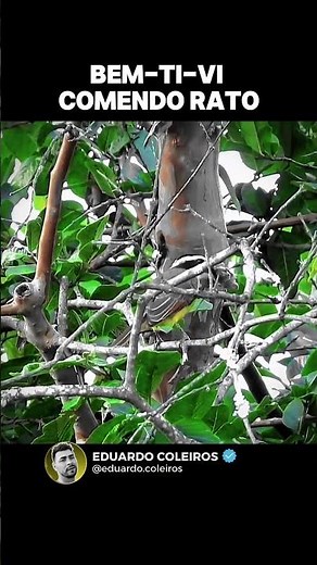 O Bem Ti Vi é Predador Cena Imprecionante da Natureza Selvagem #eduardocoleiros #passaros #natureza
