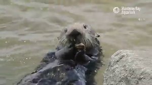 121K views · 10K reactions | So when sea otters eat constantly they're a keystone species supporting an entire ecosystem, but when I do it I’m “hogging all the mashed potatoes” and “missing the true spirit of Thanksgiving.”  | Monterey Bay Aquarium | Facebook