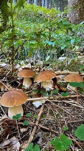 A beautiful brown porcini mushrooms #wildmushrooms #nature #boletus #youtubeshorts #shorts #fungi