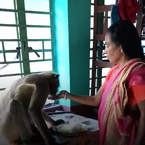 22K views · 712 reactions | This hungry monkey gets pampered and hand-fed by a sweet woman in India @ChandDas / Facebook | In The Know Conservation | Facebook
