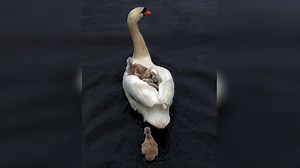 Father swan on Boston’s Esplanade spotted caring for cygnets following death of mother swan