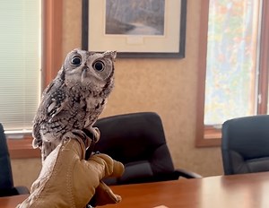 The Internet Is Falling in Love With Owls Spike and George—See Why in These Viral Videos