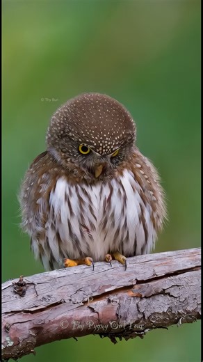 99K views · 12K reactions | 黎 Goofy Pygmy Owl 黎 . . #barnowl #thypygmyowltour #october #owl #wildlife #nature #fblifestyle #METAAI Original photo by me, AI adds the magic! ✨ | Thy Pygmy Owl Tour | Facebook