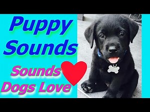 Puppy Sounds ~ Sound That Makes Dog Tilt Head Left & Right (GUARANTEED )