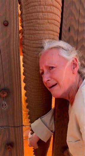 Elephant's Gentle Embrace: A Touching Moment Caught on Film #EmotionalMoment