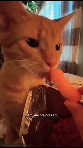 bêtisier Chat #chat#cat#animaux#animals#pet#funnycats#funnypets#chatdrole#chatvideo#subscribe#like