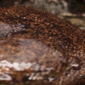 Step aside, second largest amphibian in the world coming through. Japanese giant salamanders (Andrias japonicus) have really poor eyesight, but are able to detect minute vibrations in the environment through the use of special sensory cells covering their skin. #Wildlifewednesday 🦎 | Science Channel