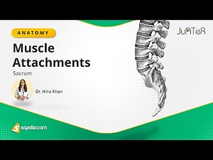 Sacrum - Muscle Attachments