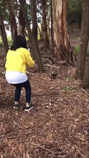 Aggressive Koala Attacks Child - Nature Video
