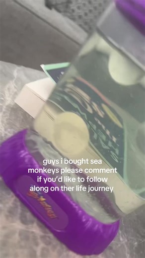 Sea Monkeys Journey: Follow Their Life Adventures