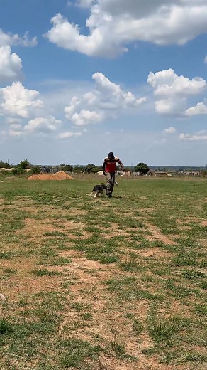 Aggression Training!. We love dogs!. Aggression Obedience Behavioral trainings Get in touch with us today!. 263 7 71009230 | Realtor-ime dog training services