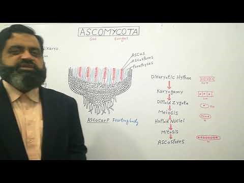 Ascomycetes English medium ‪@prof.masoodfuzail‬| Ascomycota | Sac Fungi | Ascocarp | Ascospores