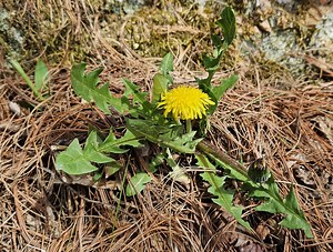 Too many dandelions in your yard? Here are ways to get rid of them
