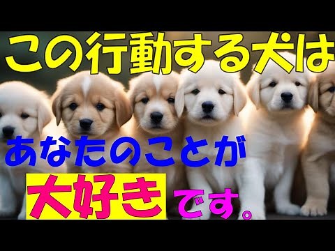 How to deepen your bond with your dog - Secrets of expressions of affection and gestures