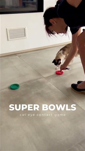 Super Bowls: Your Cat Will Learn This Fast 👀🐱