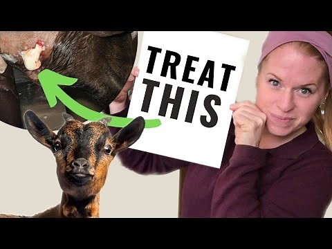 CL in goats | Treatment Plan & CL Vaccination Info | Caseous Lymphadenitis