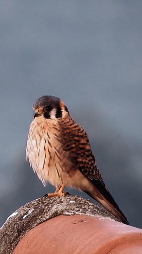 Nature bird harrier. . . . #bird #birds #nature #birdsofinstagram #birdphotography #wildlife #naturephotography #photography #wildlifephotography #birdwatching #birdlovers #animals #birding #best #of #ig #animal #love #captures #naturelovers #art #parrot #photooftheday #perfection #parrots #canon #birdstagram #birdlife #nikon #cute | Aviary Antics