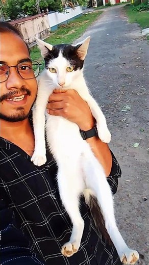 Three Adorable Cats Being Super Cute