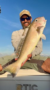 Hello 2025! and Happy New Year! Friday afternoon 🤩! 2nd year in a row the Golden Tile has been my 1st fish of the year. Busted out a little after 3pm after 1st day back @oceanchiropracticmiami. Walked out back and Frederick the #greenheron was there once again. Reef 🐶 has begun to accept him hanging out every day. Truly blessed I get to do this! 🙏😍💙 #friday #fridayvibes #fridayfish #welladjusted #welladjustedfishing #fishing #fishingmiami #haulover #hauloverinlet #friends #newfriends #birds