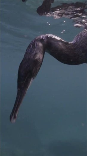 That's why the cormorant has such stamina #birds #birds #africa #animals