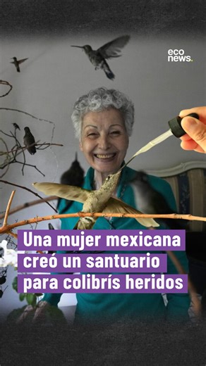 Un refugio para colibrís 😮 🧑‍🦳 Catia Lattouf tiene 75 años, y en 2012 creó @santuario_de_colibries_catia: un hospital santuario de colibrís. 🇲🇽 Lo hizo en su propio departamento en Ciudad de México, donde libera entre 200 y 300 al año. 💉 En su espacio, se brinda refugio a los que llegan heridos o afectados por las lluvias o el calor extremo, y se les da tratamiento para que se recuperen. 🌷 Colocó ramas de árbol donde posan las aves, y también flores y bebederos. Además, cuenta con un área
