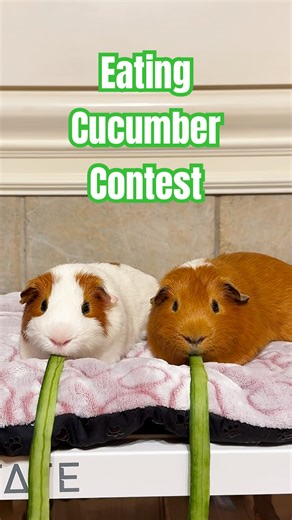 Eating Cucumber Contest🥒#guineapig #pets #asmr #guineapigshorts #cute #eatingchallenge#天竺鼠