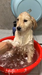 1K views · 24 reactions | #goldenretrieverlife #dogsoftiktok #puppy 1726816662 | Golden Fam | Facebook