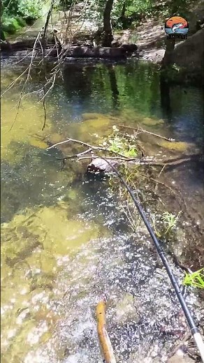 Wild Trout Catch in a Hidden Creek Above the Kern River! 🎣