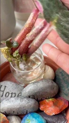 How i propagate my african violets from a single leaf in water#africanviolets #propagation