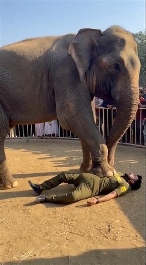 ⭐ “हाथी का ज़ू में खतरनाक हमला! अचानक मुझ पर हुआ अटैक | Real Elephant Attack in Zoo”