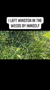 14K views · 750 reactions | I left Winston in the weeds by himself because I was getting too hot in the sun. So I went in the shade to cool off. After about 5 minutes, Winston came out looking for me lol. | Winston the Tegu | Facebook