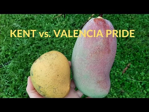 Kent vs. Valencia Pride - Comparison Between Two Mango Varieties