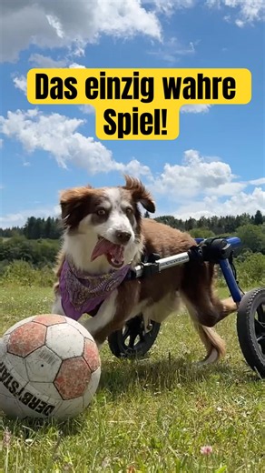 Hazel Fußballstar! #wm2026 #fußball #bordercollie #doglife #dogshorts