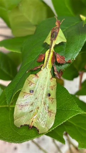 Adult pair of Pulchriphyllium maethoraniae Nong Nan 🇹🇭🌏 #phasmatodea | Phylliidae - Leaf insects