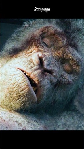 😲 "RAMPAGE" | George the Gorilla Plays DEAD... Until He Can't Stop Winking! 🦍😉